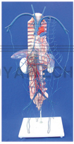 The model of portal vein and collateral